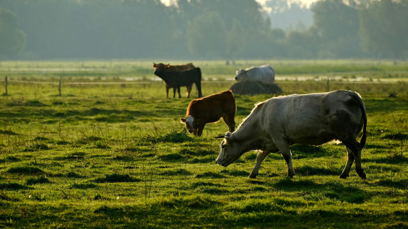Soil conservation: turning waste into fertility